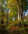 Haigh Autumn Woodland